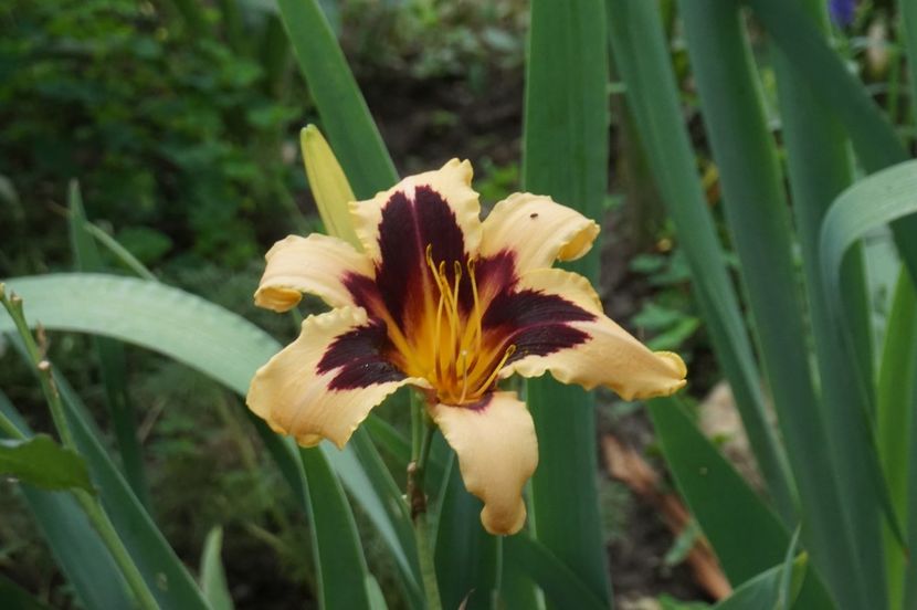  - Hemerocallis 2018- 2019