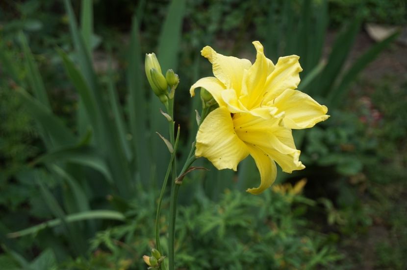  - Hemerocallis 2018- 2019