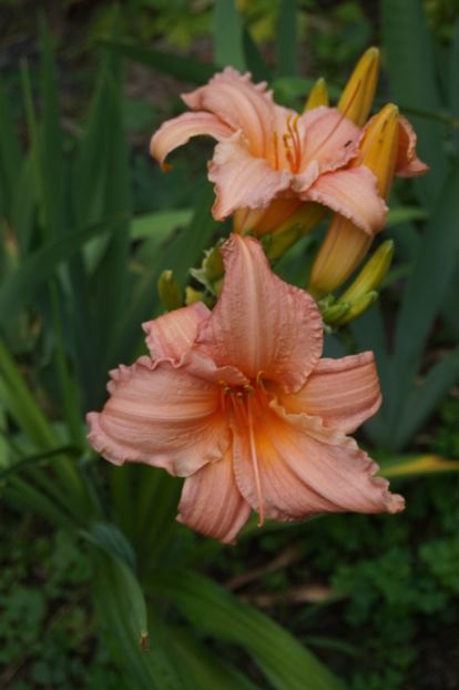  - Hemerocallis 2018- 2019