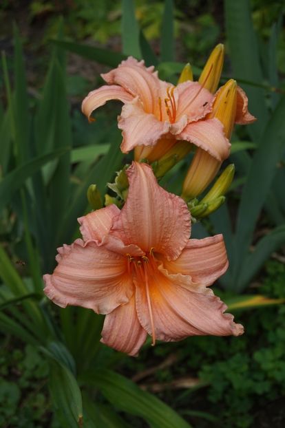  - Hemerocallis 2018- 2019
