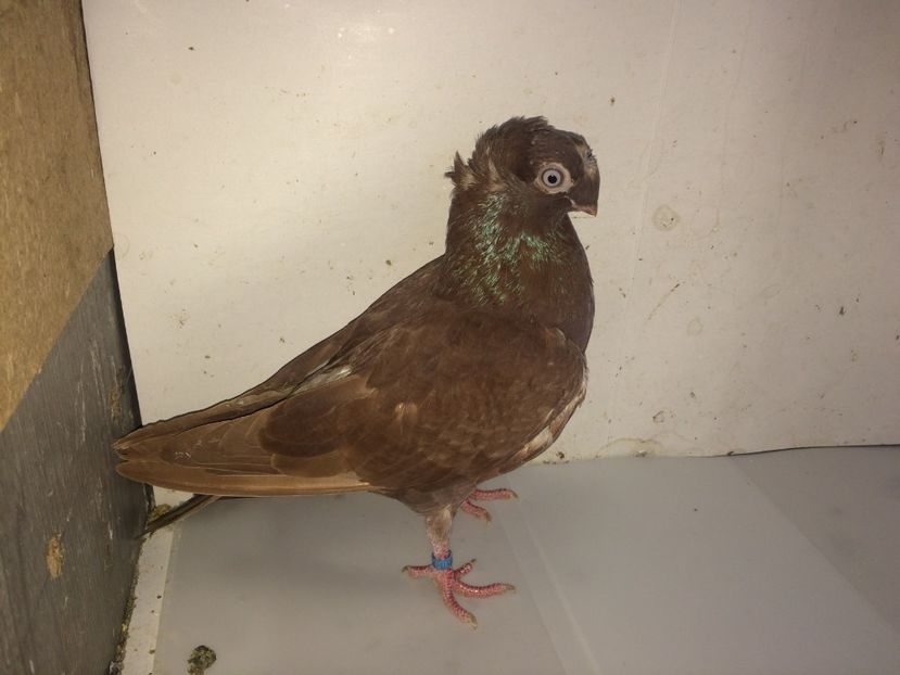 7152  femelă  2018 - Plecați ALBUM 2