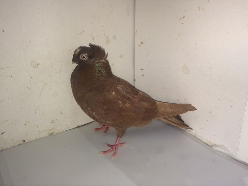 7110  femelă  2018 - Plecați ALBUM 2