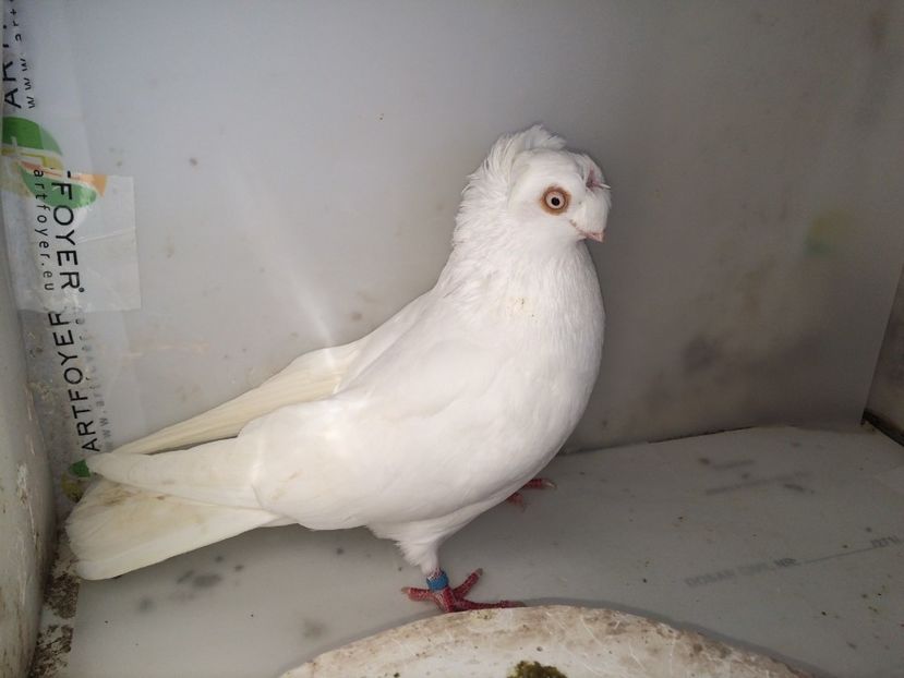 7099  mascul  2018 - Plecați ALBUM 2