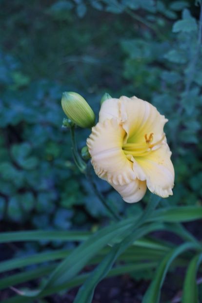  - Hemerocallis 2018- 2019