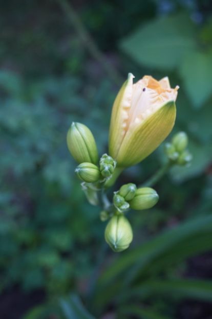  - Hemerocallis 2018- 2019