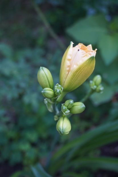  - Hemerocallis 2018- 2019