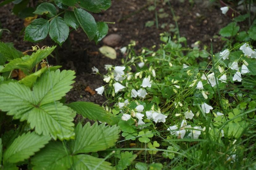  - Campanula