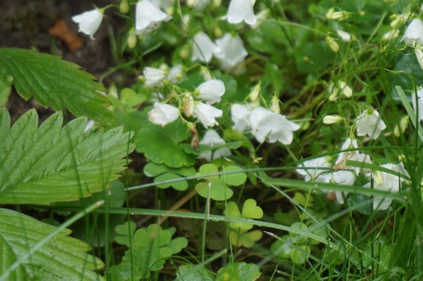  - Campanula