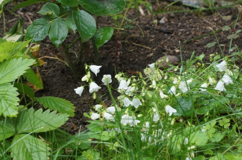  - Campanula