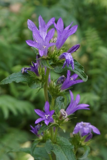 - Campanula