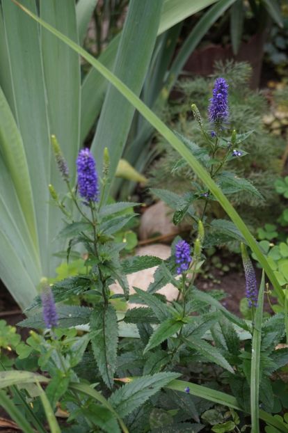  - Geranium si alte perene