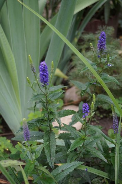  - Geranium si alte perene