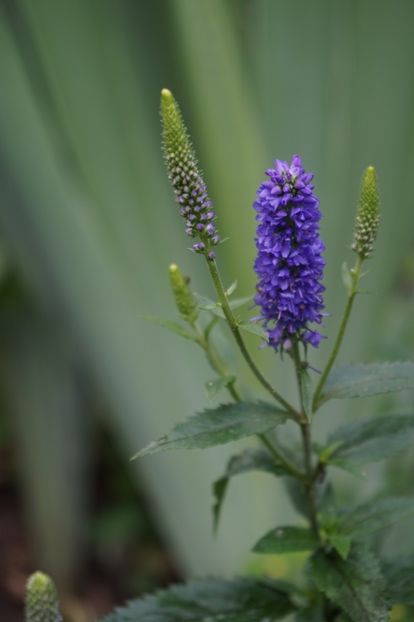  - Geranium si alte perene