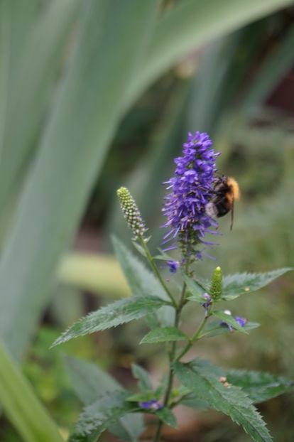  - Geranium si alte perene