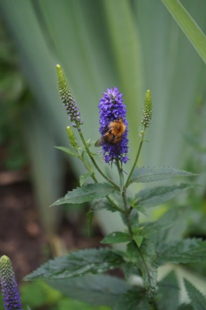  - Geranium si alte perene