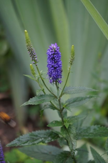  - Geranium si alte perene