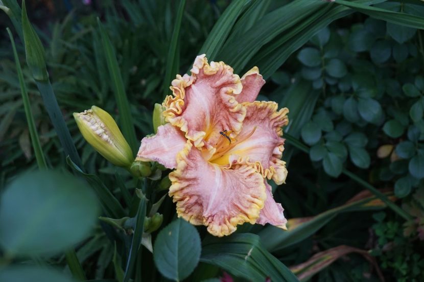  - Hemerocallis 2018- 2019