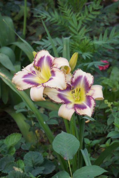  - Hemerocallis 2018- 2019