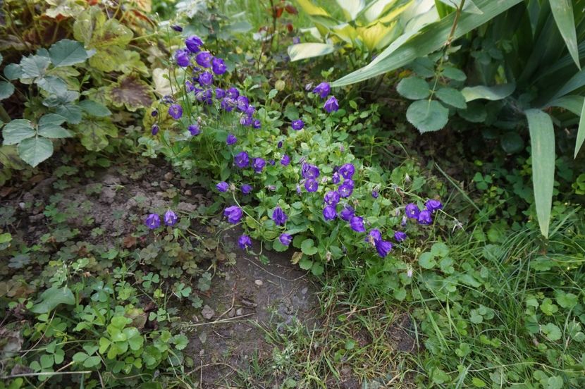  - Campanula