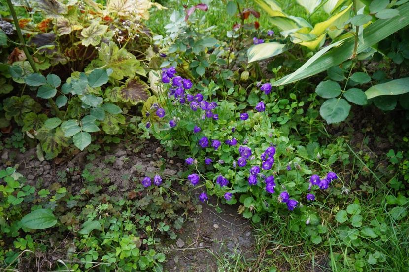  - Campanula