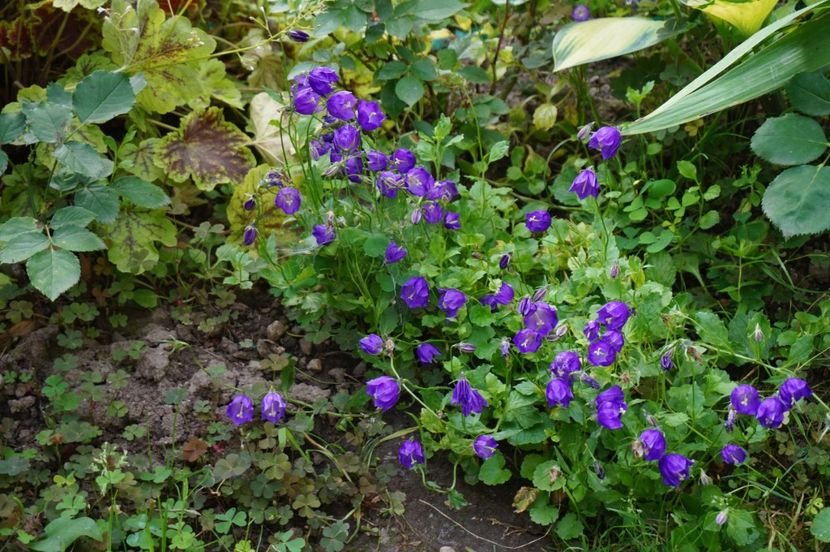  - Campanula