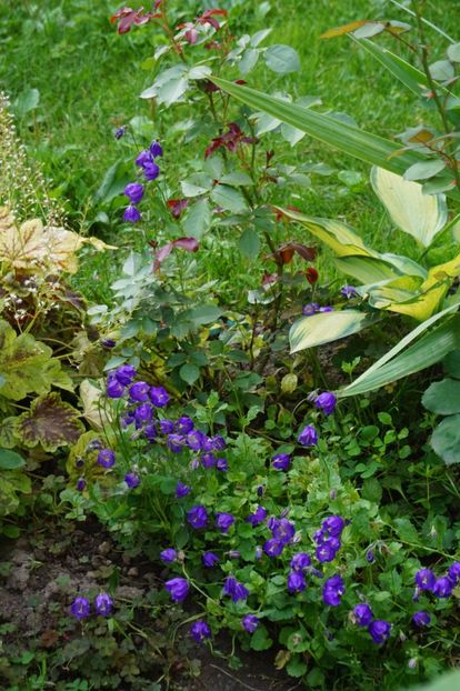  - Campanula