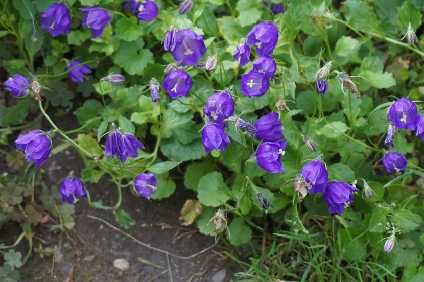  - Campanula