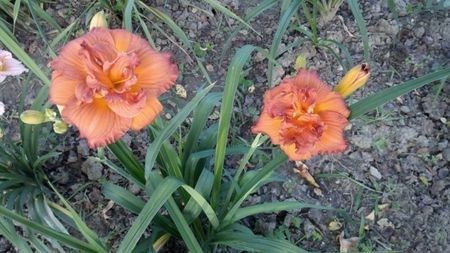 nn1 - HEMEROCALLIS achizitionati in 2017 si 2018