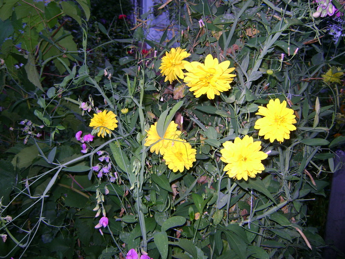 heliopsis