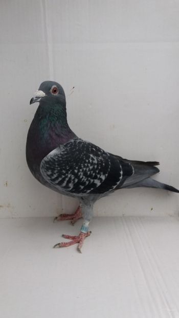 M 2016 vandut - De! voiajori vanduti