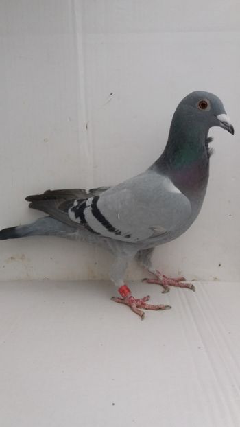 F 2017 vanduta - De! voiajori vanduti