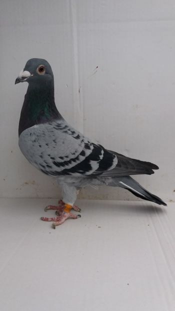 F 2014 vanduta - De! voiajori vanduti