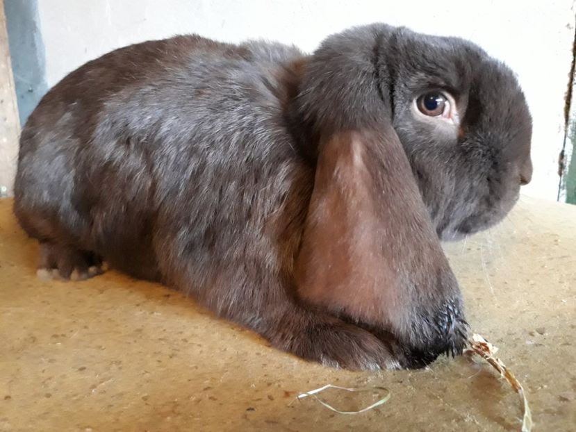 Mascul din luna 4.a - DE VINZARE PUI BER GERMA 2018