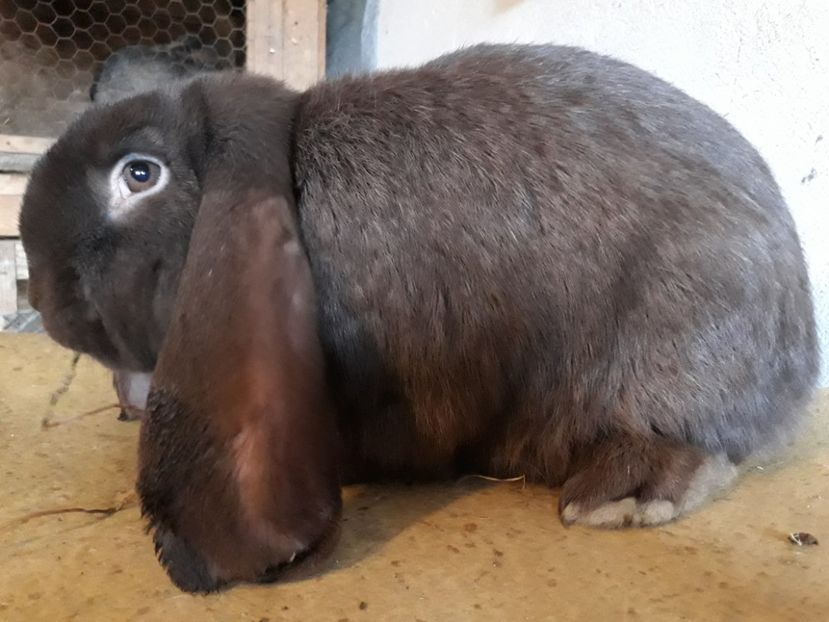  - DE VINZARE PUI BER GERMA 2018