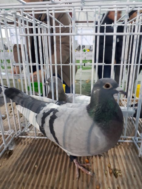 Locul 3 fond pui zona de vest - Rezultate 2018