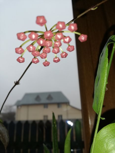  - Hoya memoria gracilis