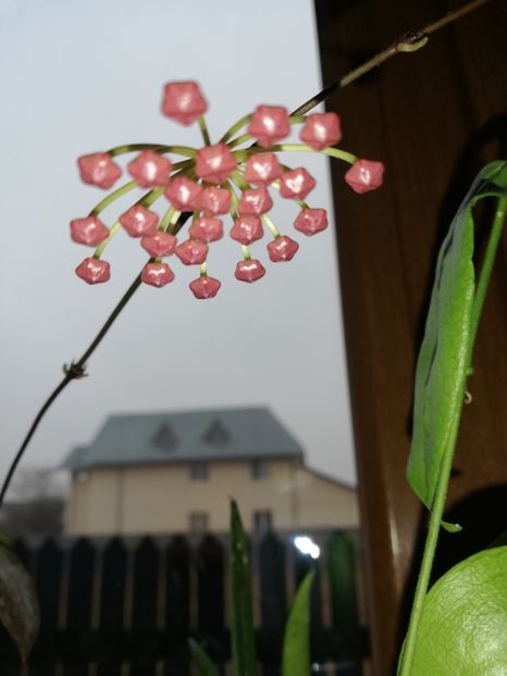  - Hoya memoria gracilis