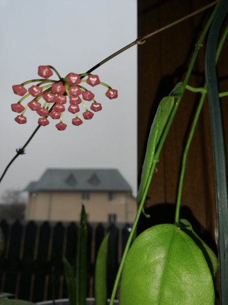  - Hoya memoria gracilis