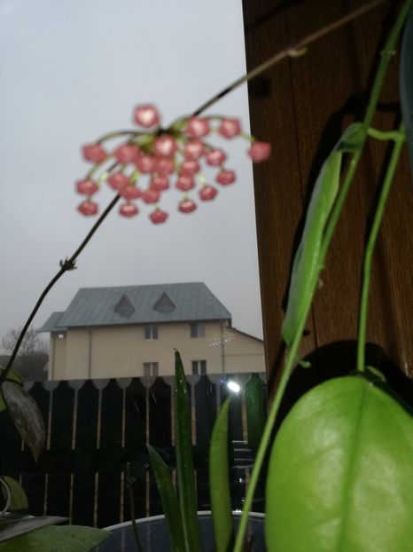  - Hoya memoria gracilis