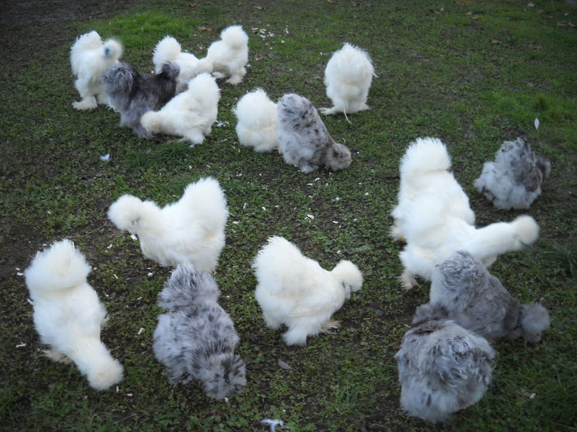 Matase japoneza matca 2019 - CONTACT