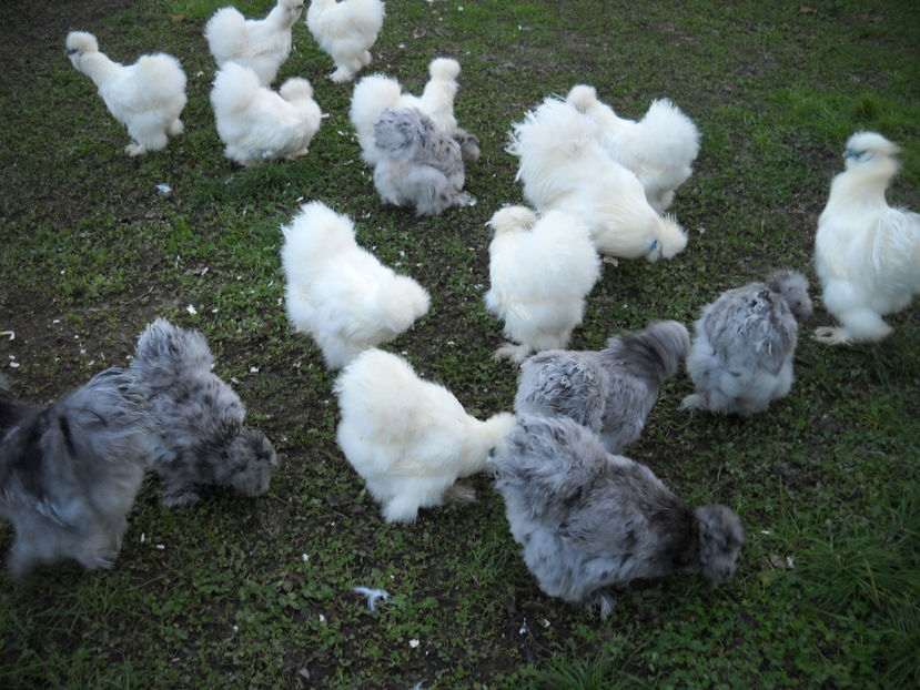 Matase japoneza matca 2019 - CONTACT