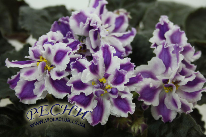 RS Romantica - Cele mai frumoase violete din albumele de pe sunphoto