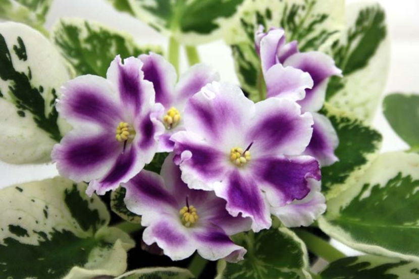 RS Tochnii Udar - Cele mai frumoase violete din albumele de pe sunphoto