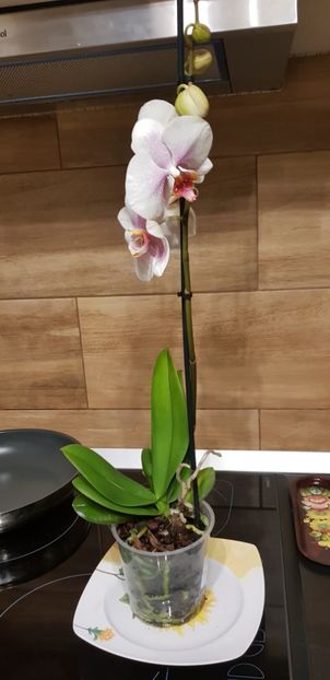 Phalaenopsis Reykjavik - Orhideele mele 2018