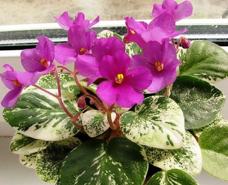 Lyons Minnie-HaHa - Cele mai frumoase violete din albumele de pe sunphoto