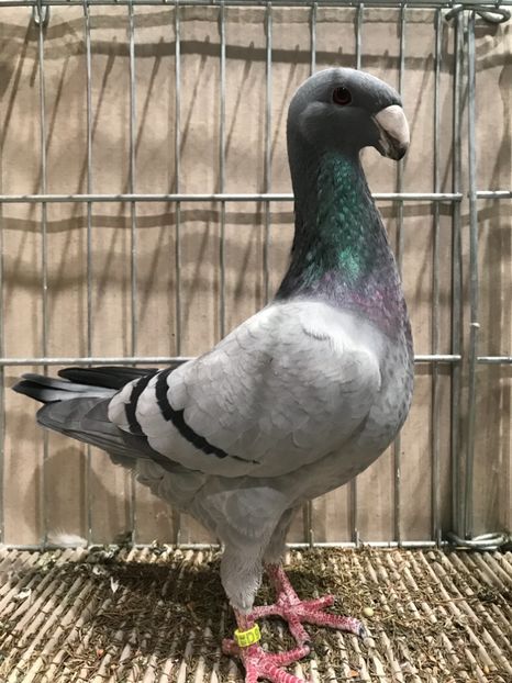 A75EC22A-C4BB-407C-8688-0812824974C2 - 4 Expo Leipzig 2018