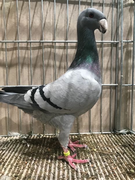 EA81C31B-C276-40FA-BAF3-3520D3CD6CAF - 4 Expo Leipzig 2018