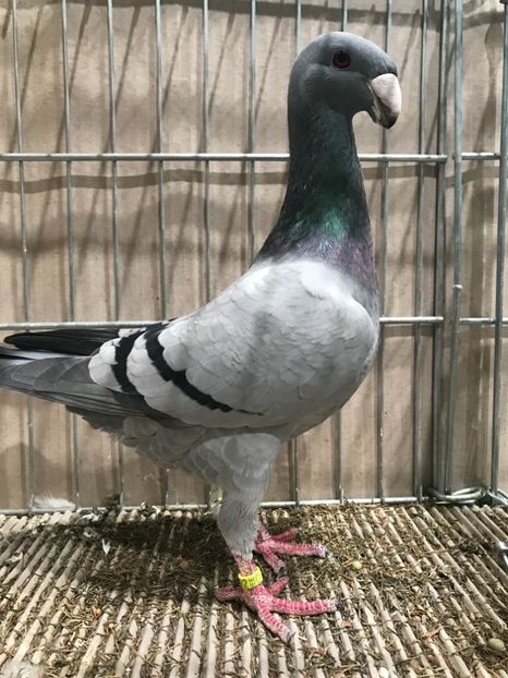 E563C541-3607-49EE-9500-3DF8347CFABC - 4 Expo Leipzig 2018