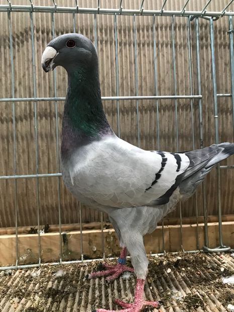 C90A8CB0-E7DB-4C43-815E-D479D6357373 - 4 Expo Leipzig 2018