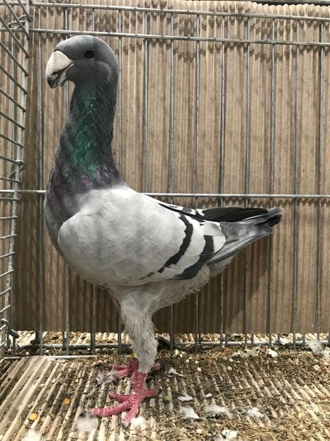 8A1E1A06-6CFF-4991-A781-5814162B8550 - 4 Expo Leipzig 2018